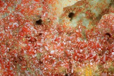 Rocks Store -  Réalgar Solfatara di Pozzuoli Italie  - Micromounts 