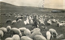 CP SUR LES HAUTS PLATEAUX PASTORALE - MOUTONS