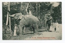 ELEPHANTS Ceylan 2 beaux eléphants au travail, joli plan