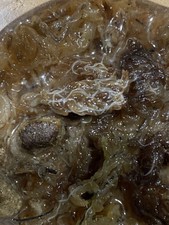 Souche de Vers grindals - Élevage nourriture vivante pour poisson d'aquarium