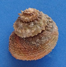 Coquillage de collection : Bolma rugosa AO (Turbinidae, Europe) Seashell
