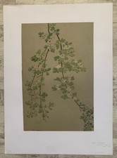 Aquarelle Etude de Fleurs Nature Bois Plantes Arbres Pétales Jardin Parc 1922