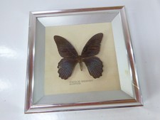 Attocas Atlas, grand papillon au glasrahmen