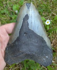 Véritable Dent fossile de Requin MEGALODON *** Grande dimension ***