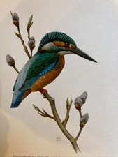 Ancienne Affiche Poster Art Print cabinet curiosité Oiseau Martin Pêcheur Eole