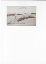 cpa Ile d'Oléron - Domino - Baleine taille 15 mètres