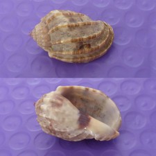 HARPA / AMOURETTA  35,8  MM    F+++/GEM    N° 6