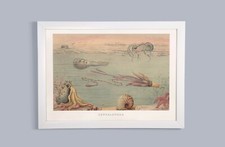 Céphalopode-Marine-Illustration-vintage - HISTOIRE NATURELLE-Wall Art