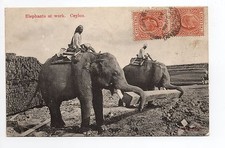 ELEPHANTS Ceylan 2 elephants au travail, joli plan