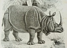 GRAVURES BUFFON DES FAMILLES SCIENCES NATURELLES BIOLOGIE ANIMAUX 