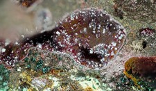 Rocks Store - Cuprite Boiling Well Mine Royaume-Uni - Micromounts