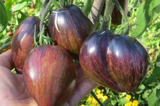 10 graines de tomate rare Rebel Starfighter Prime tomato seeds méth.bio