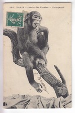CPA  PARIS 75 - SINGE MONKEY CHIMPANZE JARDIN DES PLANTES PARC ZOO 1912 ~C62