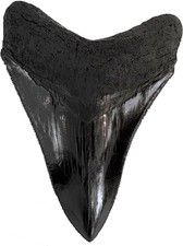 Replique de dent de megalodon