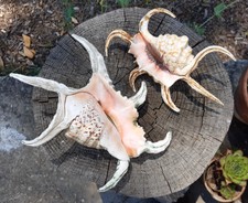 Coquillages 6 doigts - Lambis