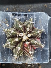 Gymnocalycium  Variegate size XL " Bull "  