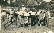 Carte PHoto à identifier Scène agricole Le cheval attelé Ouvriers Amis famille