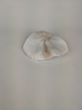 Corail blanc 0.330kg fossile décoration aquarium collection