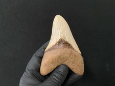 fossile / véritable dent de requin Megalodon de 115 mm du Maroc