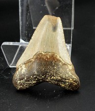 Procarcharodon Megalodon dent de 52 mm miocène Faluns de Touraine