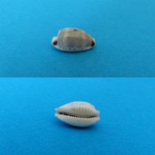 CYPRAEA /    HIRUNDO 14,6 MM NOUVELLE CALEDONIE       N ° JP 6