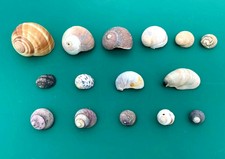 15 VTG Sea Snail Shells .5”-1.75” Beach Decor Crafts Jewelry Aquarium