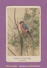 CDV ANIMAUX, OISEAU, BIRD, ORNITHOLOGIE, LE BOUVREUIL, FRINGILLA PYRRHULA  -S5