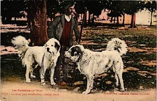 CPA Les Pyrénées Chiens des Pyrénées-Deux Amis (414801)