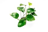 AquaBreedingSkill Anubias barteri Wrinkle Leaf – plante