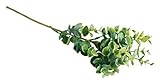 Rayher Branche de buis, Vert, 40cm