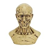 Mannequin Humain Professionnel Demi-Corps Statue pour