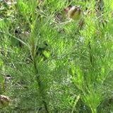 Plante Cola - Arquebuse - Artemisia abrotanum cola