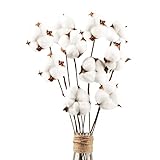 10 Pack Fleurs de Coton Sechee Naturelle Fleurs Sechees