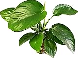 AquaBreedingSkill Anubias barteri var Barteri – plante