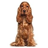 dv1321 Autocollant pour fenêtre Motif cocker anglais