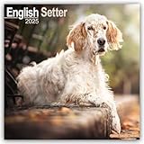 English Setter Calendar 2025 Square Dog Breed Wall