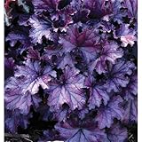 Heuchera – Clochette pourpre « Forever Purple » résistante