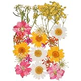 Fleurs Séchées Vrac, Fleurs Pressées Séchées, Vritable