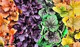 Heuchère Mix, Heuchera, Désespoir du peintre 100,plante