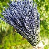 TooGet Lavande Séchée Bouquets de Fleurs de Lavande