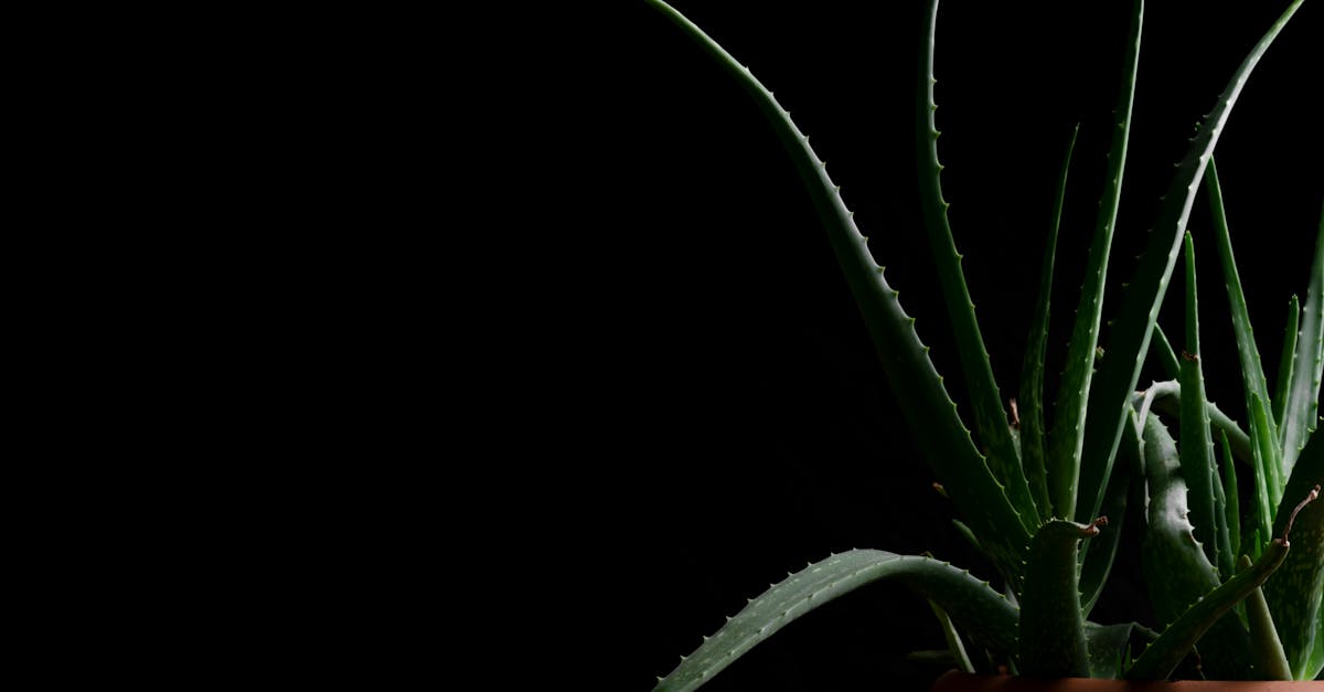 découvrez la herman miller aeron, la chaise de bureau ergonomique emblématique alliant confort, design innovant et soutien optimal pour une expérience de travail inégalée.